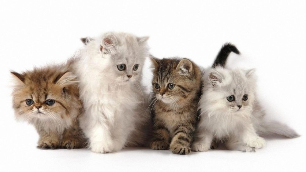 Стрижка кошек Нижний Новгород